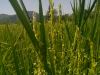 نخستین خوشه های برنج در سال زراعی کنونی در روستای چالکه شاندرمن به بار نشست.